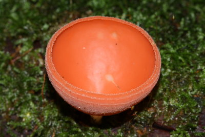 cup fungus, Cookeina sp. (Sarcoscyphaceae)