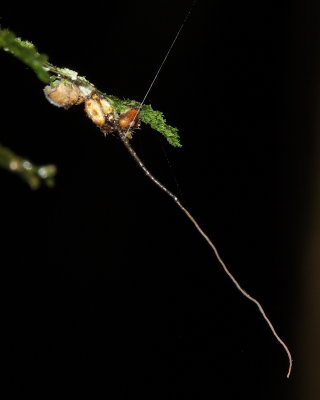 Ophiocordyceps unilateralis complex (Ophiocordycipitaceae)