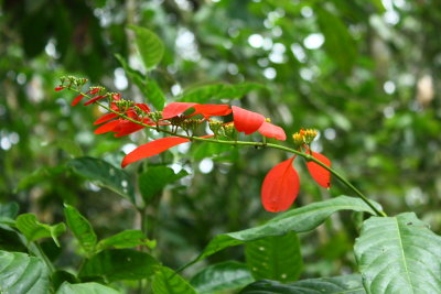 Pride of Trinidad, Warszewiczia coccinea (Rubiaceae)