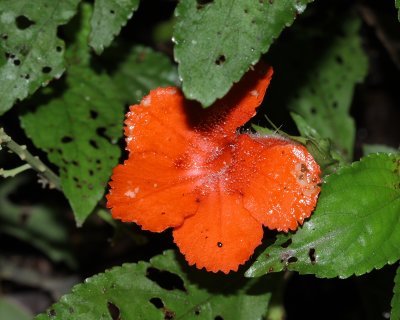 Nautilocalyx erytranthus (Gesneriaceae)