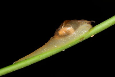 Land Snail (Gastropoda: Helicarionoidea)