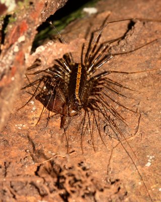 Centipede, Sphendononema guildingii (Scutigeromorpha: Pselliodidae)