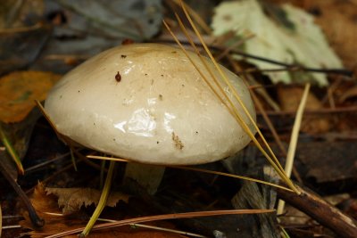 slimy mushroom