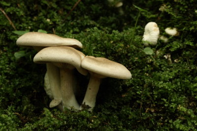 Abortive Entoloma (Entoloma abortivum)