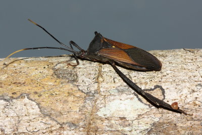 Leaf-footed Bug (Coreidae)