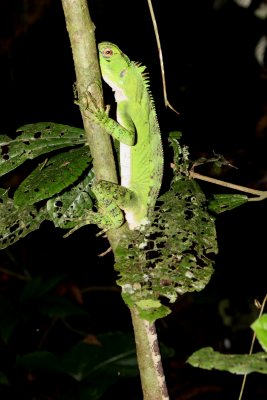 Amazon Forest Dragon, Enyalioides laticeps (Hoplocercidae)