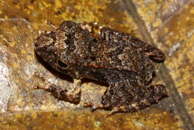 Pristimantis cf. (Strabomantidae)