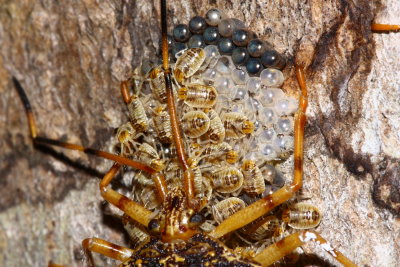 Mother Bug, Dinocoris sp. (Pentatomoidae: Discocephalinae)