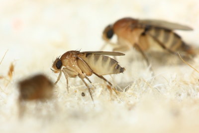 Family Phoridae - Scuttle Flies
