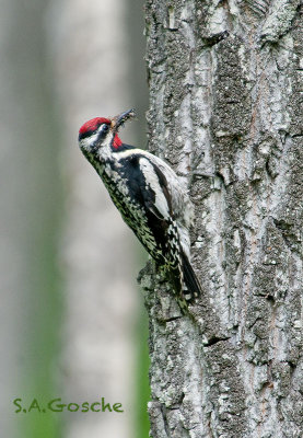 Woodpeckers