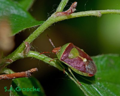 Red-backed Stink Bug Banasa dimiata  DSC_3952small.jpg