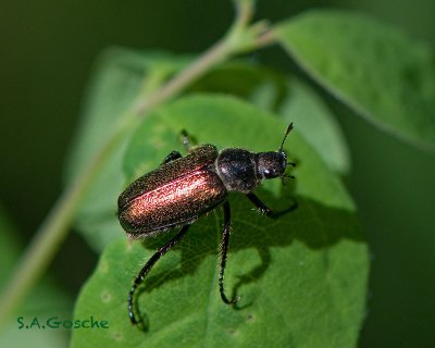 Scarabaeidae, genus Dichelonyx  BeetleDSC_3852small.jpg