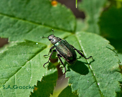 Scarabaeidae, genus Dichelonyx  Beetle DSC_3810small.jpg