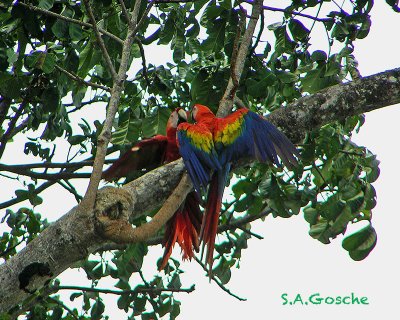 Costa Rica Adventures