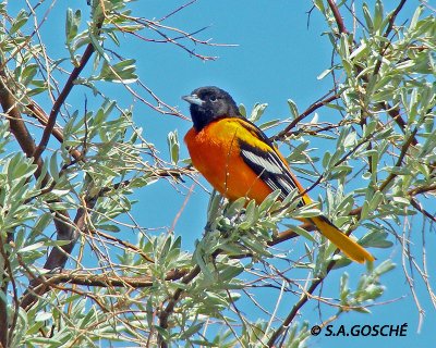 Blackbirds, Grackles, Orioles, Meadowlarks,