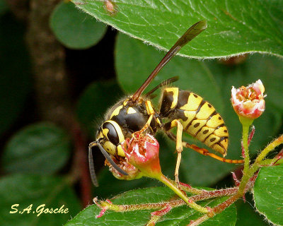 Yellow Jackets and Hornets Gallery
