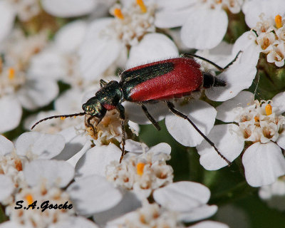 Beetle Malachius aeneus - Scarlet MalachiteDSC_3970small.jpg