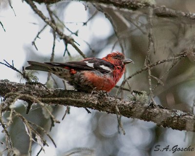 Finches, Crossbills