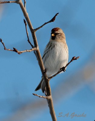 Finches, Crossbills