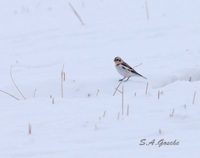 Grosbeaks, Buntings, Longspurs