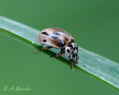 Ladybug HudsonianDSC_4437small.jpg