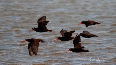 Birds of British Columbia