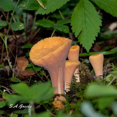 DSC_4318small.jpg