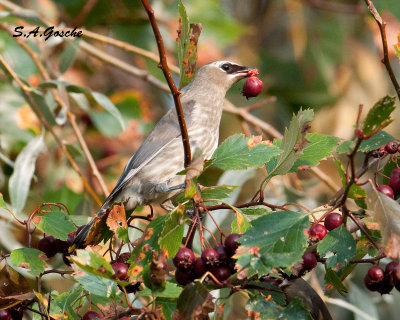 Waxwings, Mimics, Pipits,