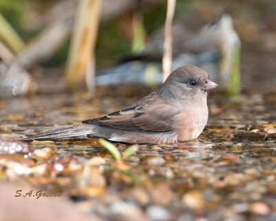 DSC_0614Juncosmall.jpg