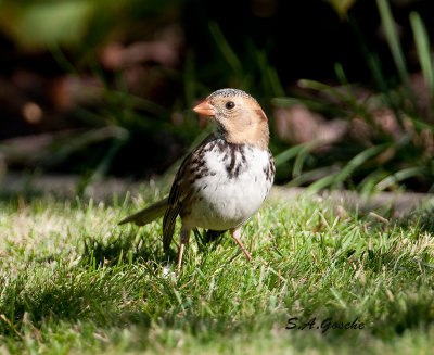 Sparrows, Longspurs, Juncos,