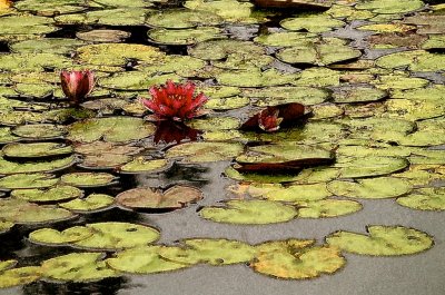 Lotus  & Lillies