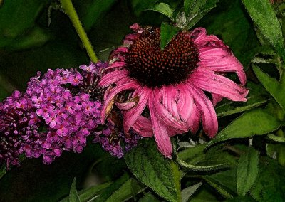 Cone Flower