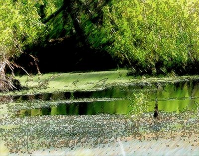 Tranquil  Pond