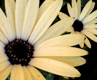 Gerberas Daisies