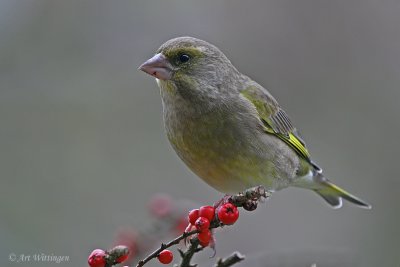Chloris chloris / Groenling / European Greenfinch