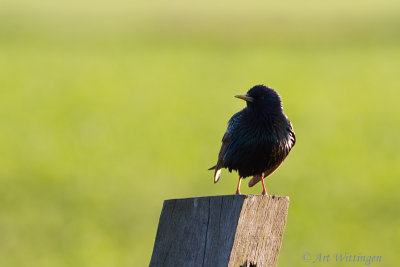 Sturnus vulgaris / Spreeuw / Common Starling