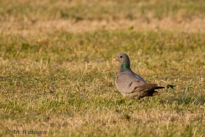 Columba oenas / Holenduif / Stock dove