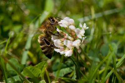 Apis mellifera / Honing bij / Honey Bee