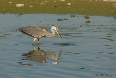 Ardea Cinerea / Blauwe Reiger / Grey Heron