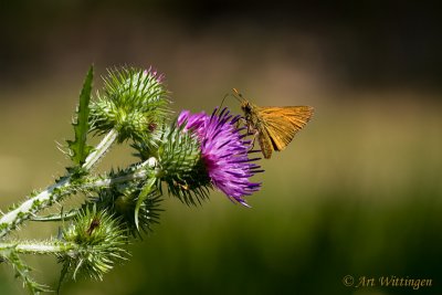 Ochlodes venata / Groot dikkopje / Large skip