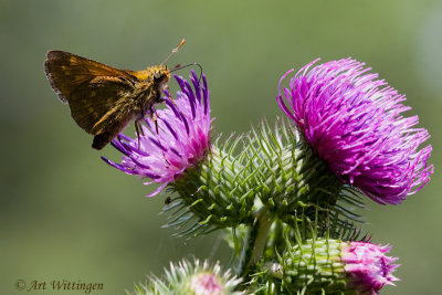 Ochlodes venata / Groot dikkopje / Large skip