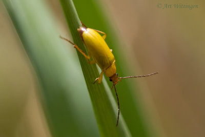 Cteniopus sulphureus / Zwavelgele bloemenkever 