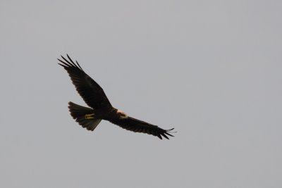 Circus Aeruginosus / Bruine Kiekendief / Western Marsh Harrier