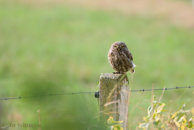 Athene noctua / Steenuil / Little owl