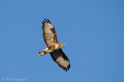 Buteo buteo / Buizerd / Common buzzard