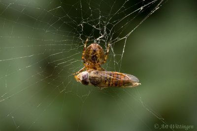 Araneus Diadematus / Kruisspin