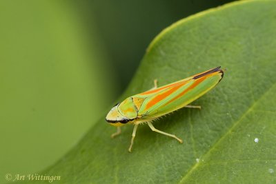 Graphocephala coccinea  / Rhododendroncicade