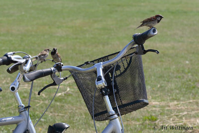 Passer Domesticus / Huismus / House sparrow