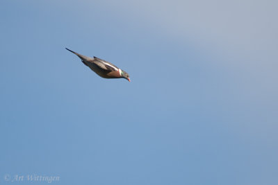 Columba palumbus / Houtduif / Wood pigeon