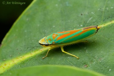 Graphocephala coccinea / Rhododendroncicade